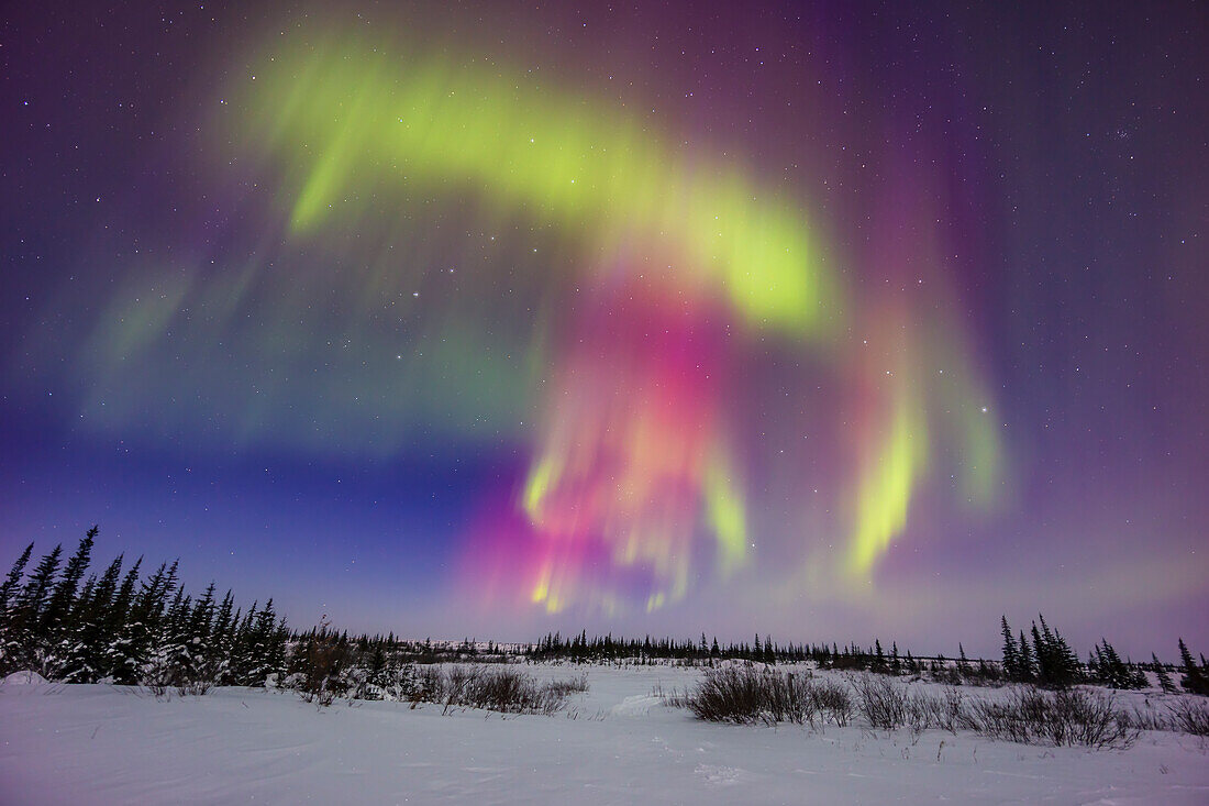 A colourful aurora in the deep blue of twilight on Febrary 26,2023 on a Kp6 storm night. From the Churchill Northern Studies Centre. The Big Dipper and Ursa Major are at upper centre. Leo is rising at right. The landscape is lit by the waxing quarter Moon.