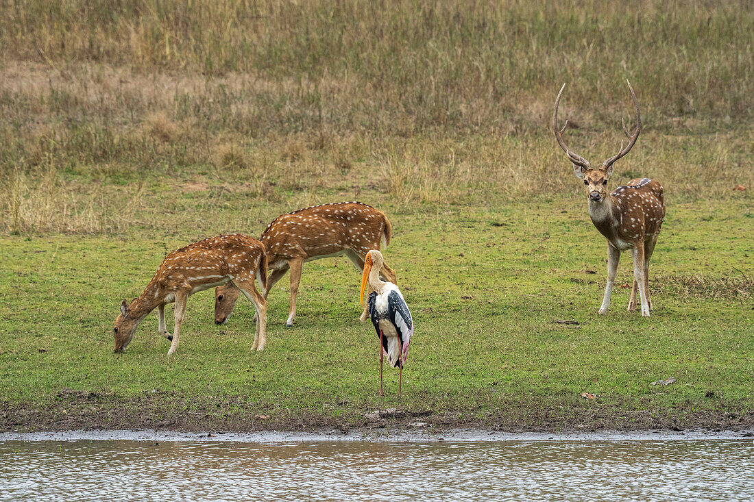 Axis deers (Cervus axis) grazing and a Painted Stork (Mycteria leucocephala),Bandhavgarh National Park,India.