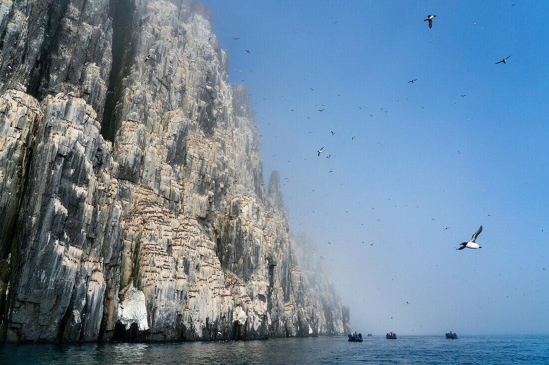 Bruennich's Guillemots (Uria lomvia),Alkefjellet,Spitsbergen,Svalbard Islands,Norway.