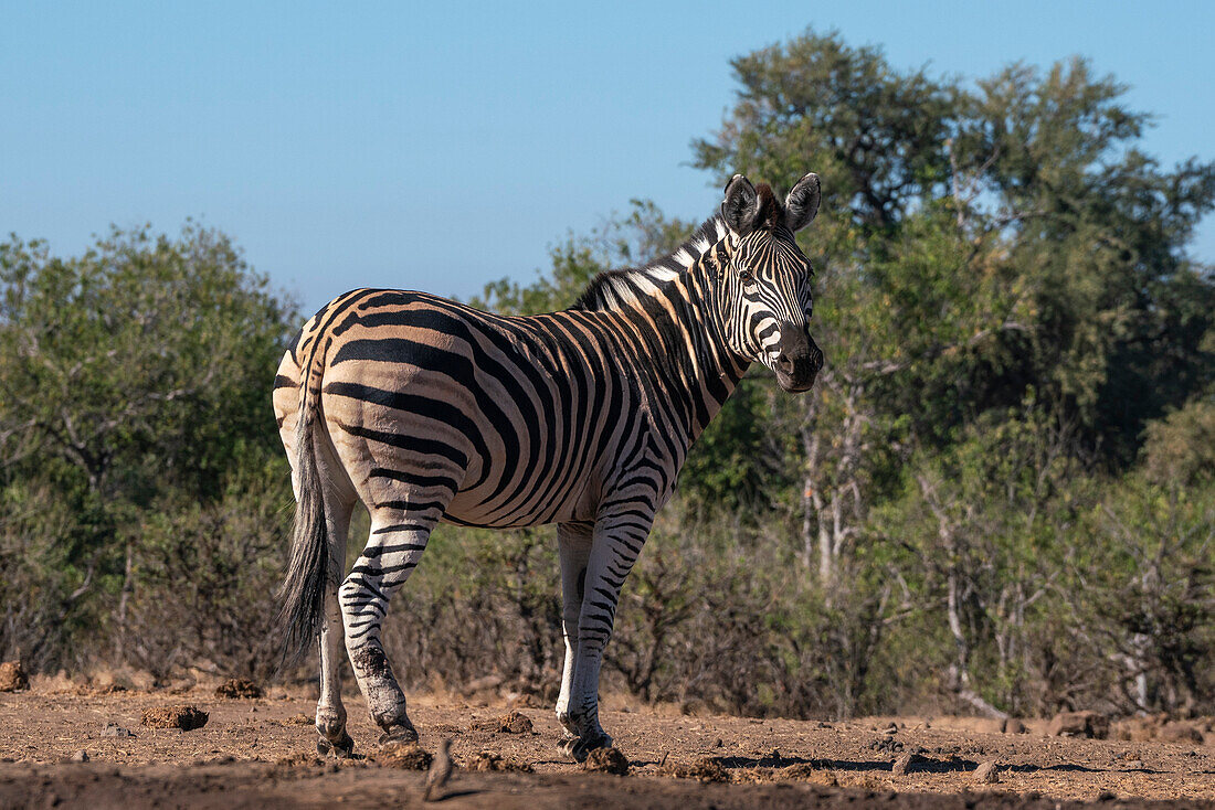 Steppenzebra (Equus quagga), Mashatu-Wildreservat, Botsuana.