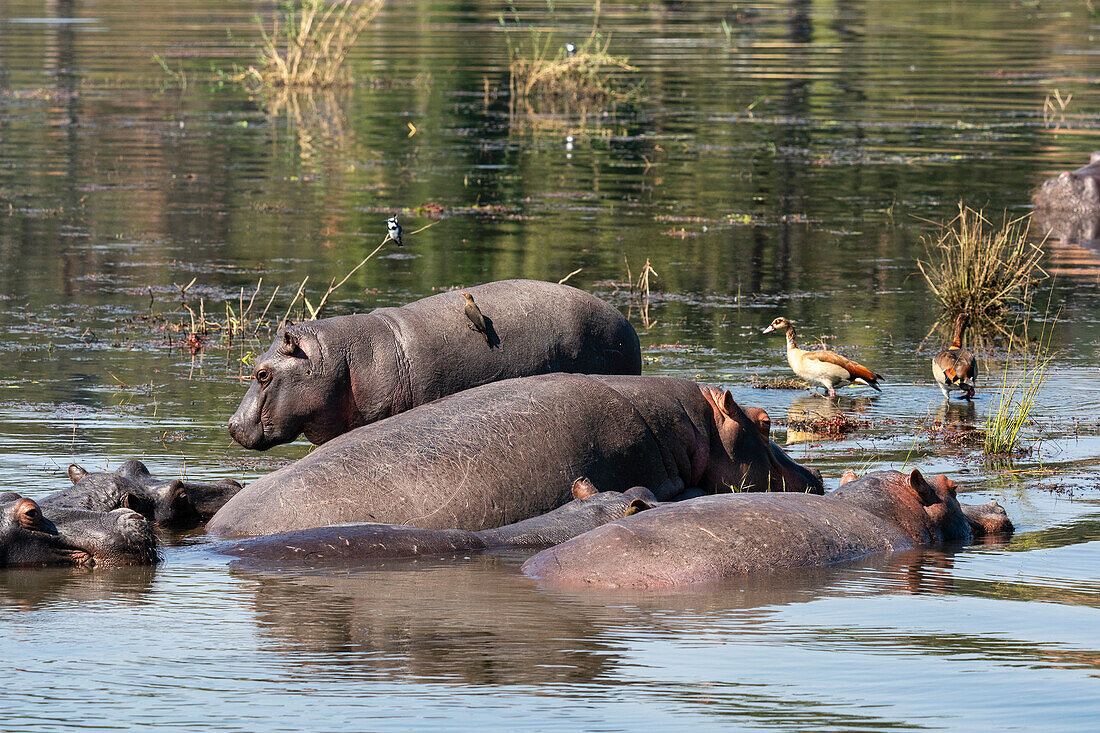 Hippopotamuses (Hippopotamus amphibius) in the river Chobe,Chobe National Park,Botswana.