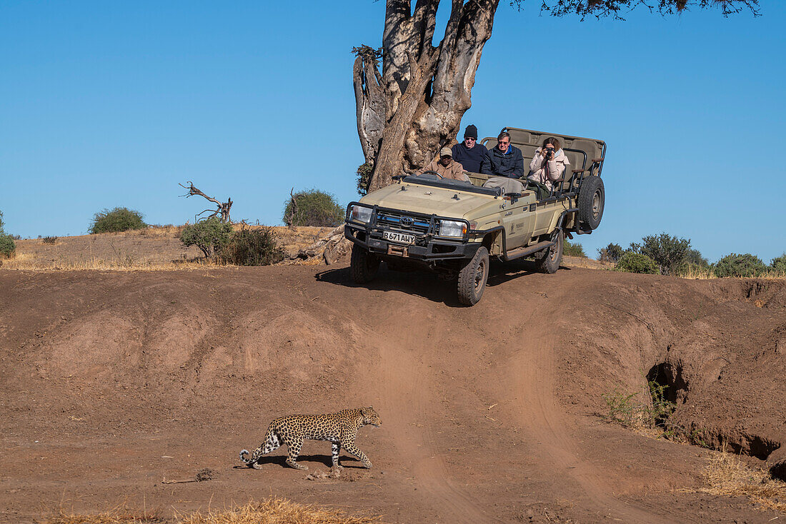 Tourist beobachtet einen Leoparden (Panthera pardus) beim Spaziergang, Mashatu Game Reserve, Botswana.