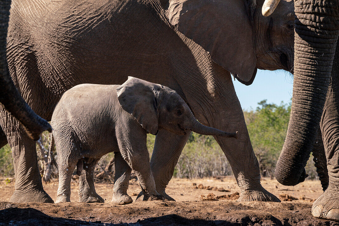 Afrikanischer Elefant (Loxodonta africana), Kalb, Mashatu Game Reserve, Botswana.