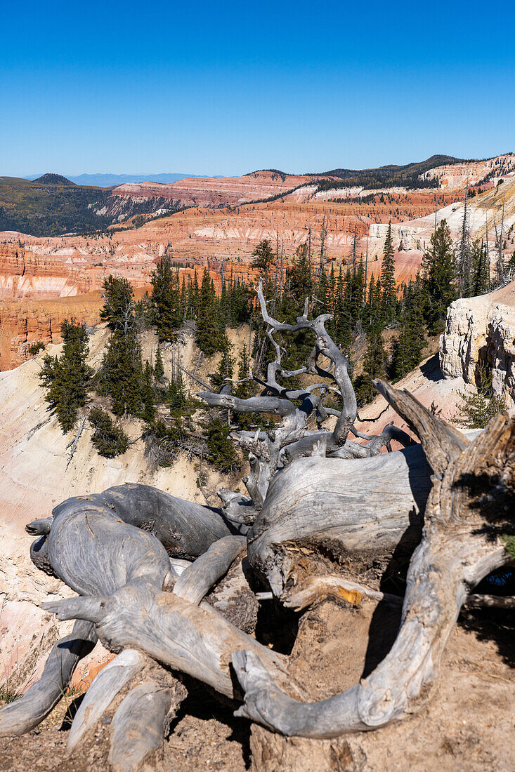 A twisted pinyon on the cliff edge at the Sunset View Overlook in Cedar Breaks National Monument in southwestern Utah.