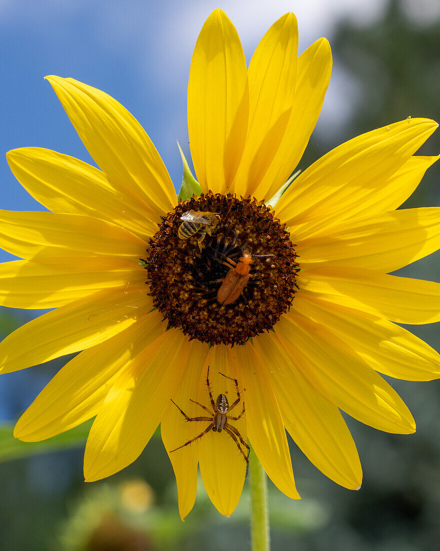Ein Westlicher Orbweber, eine Zweifleck-Minierbiene und ein Blasen-Käfer auf einer Sonnenblume.
