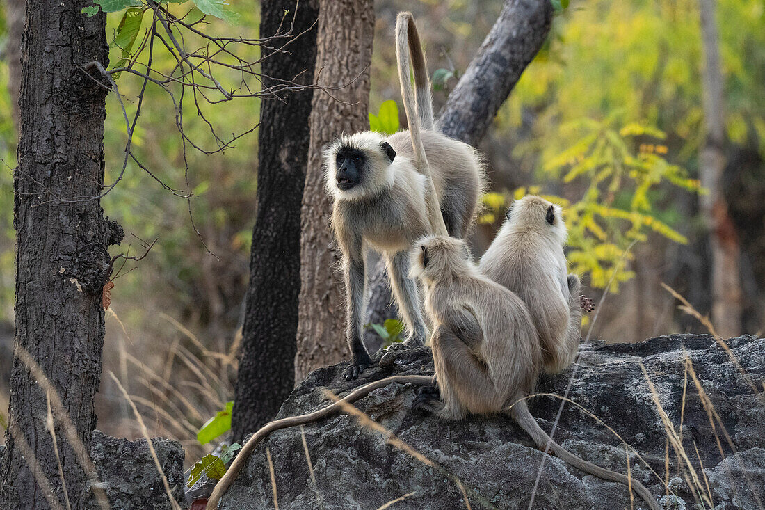 Common Langur (Semnopithecus Entellus),Bandhavgarh National Park,India.