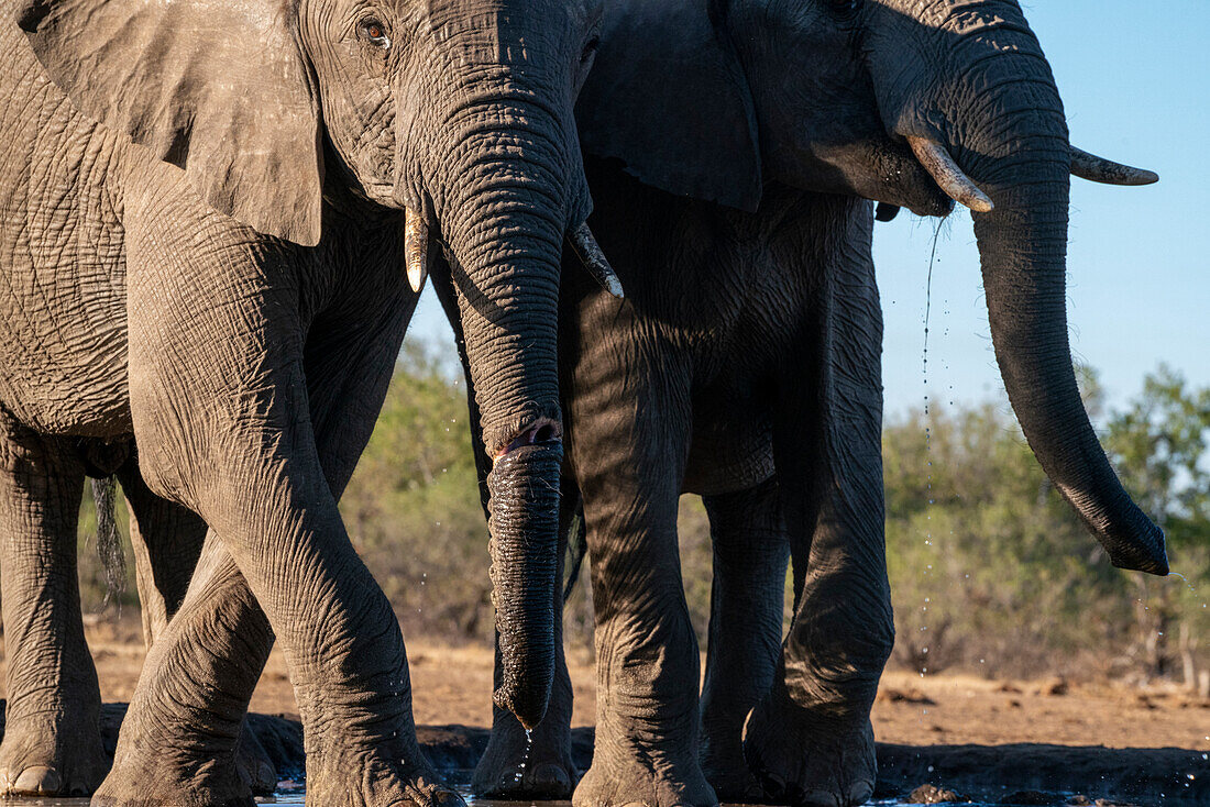 Afrikanische Elefanten (Loxodonta africana) beim Trinken am Wasserloch, Mashatu Game Reserve, Botswana.