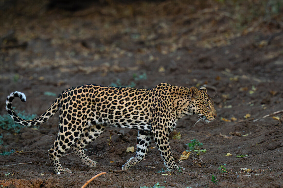 Leopard (Panthera pardus), Mashatu Game Reserve, Botswana.