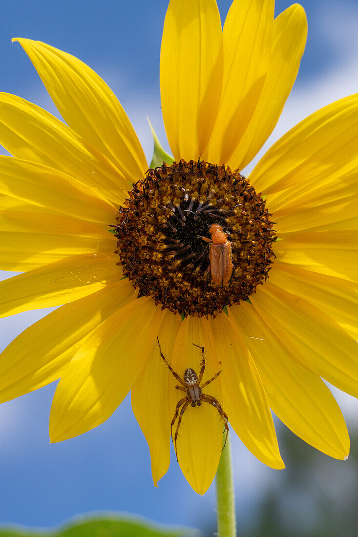 A Western Spotted Orbweaver,Neoscona oaxacensis,and a blister beetle on a Common Sunflower in Utah.