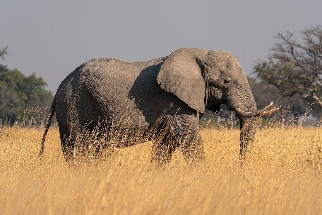 Afrikanischer Elefant (Loxodonta africana), Okavango Delta, Botswana.