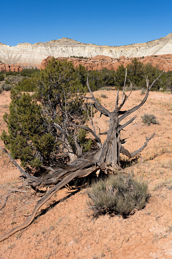 Verdrehter Stamm eines abgestorbenen Utah-Wacholderbaums im Kodachrome Basin State Park im Südwesten Utahs.