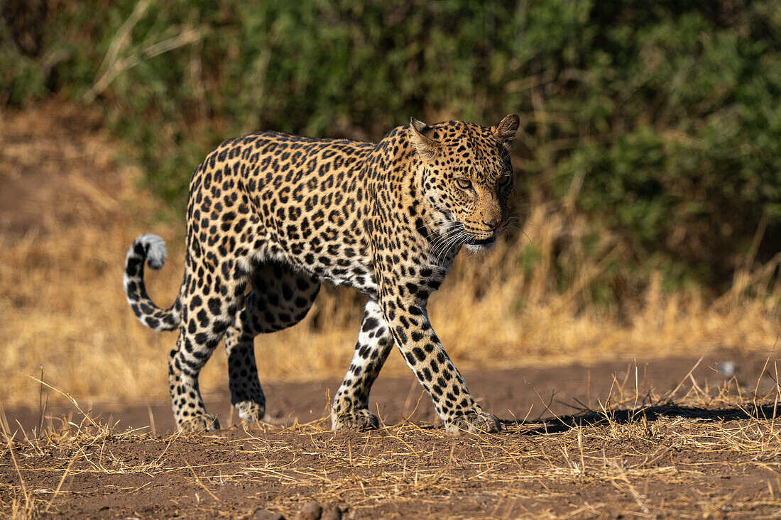 Leopard (Panthera pardus), Mashatu Game Reserve, Botswana.