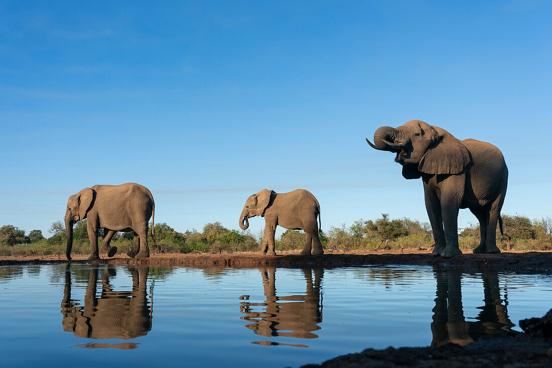 Afrikanische Elefanten (Loxodonta africana) beim Trinken am Wasserloch, Mashatu Game Reserve, Botswana.