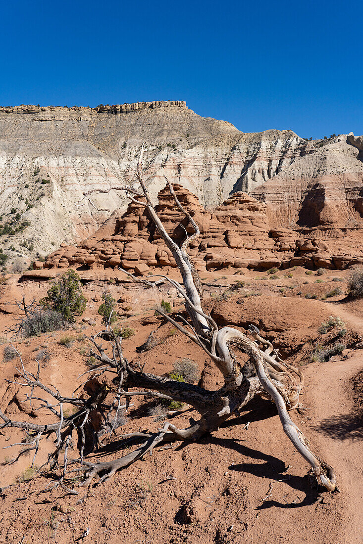 A twisted,dead pinyon pine tree trunk on the Angel's Palace Trail in Kodachrome Basin State Park in Utah.