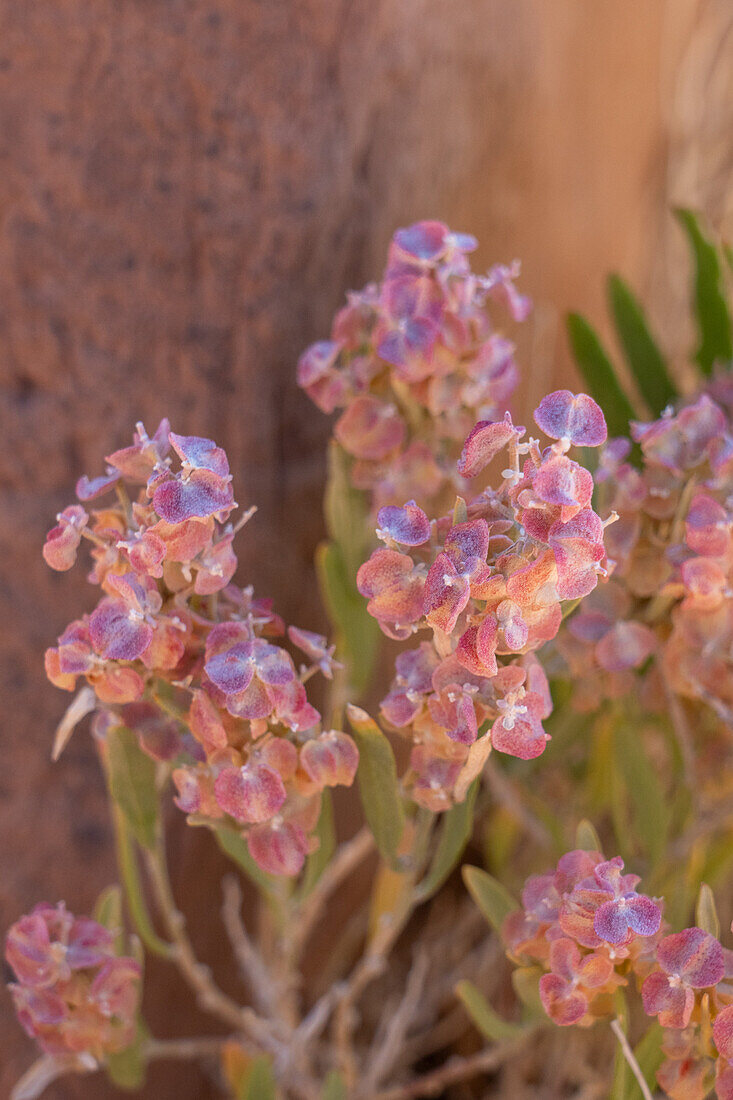 Grauer Hopfensalbei, Grayia spinosa, in voller Blüte im Kodachrome Basin State Park in Utah.