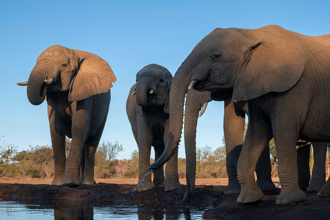 African elephants (Loxodonta africana) drinking at waterhole,Mashatu Game Reserve,Botswana.