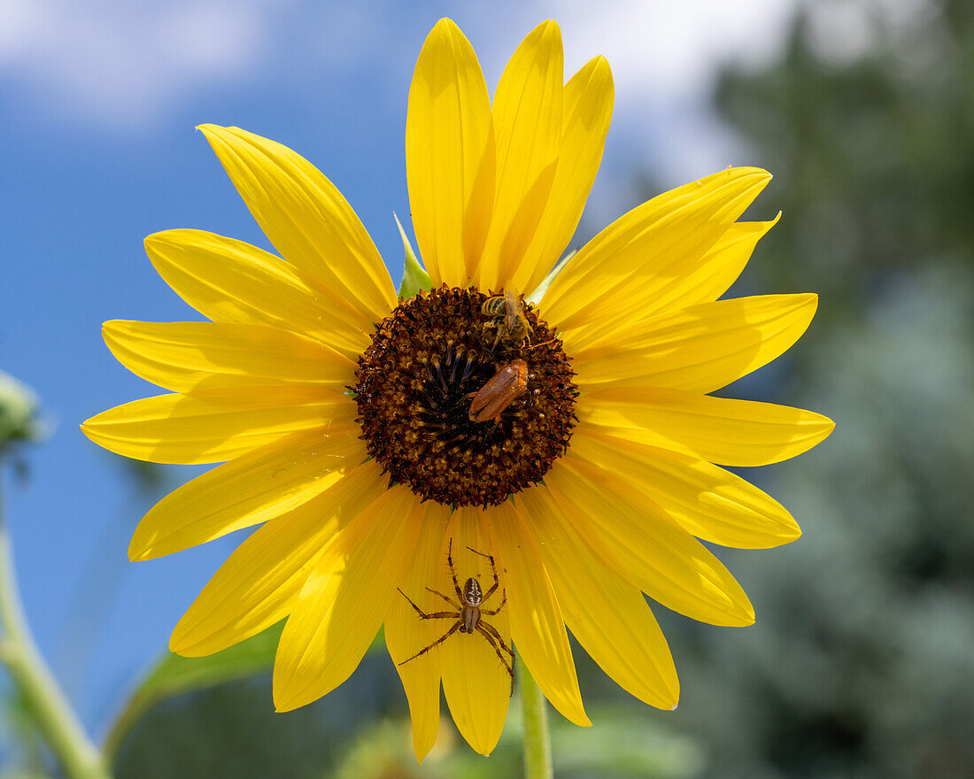 Ein Westlicher Tüpfelweber, eine Zweifleck-Minierbiene und ein Blasen-Käfer auf einer Sonnenblume.