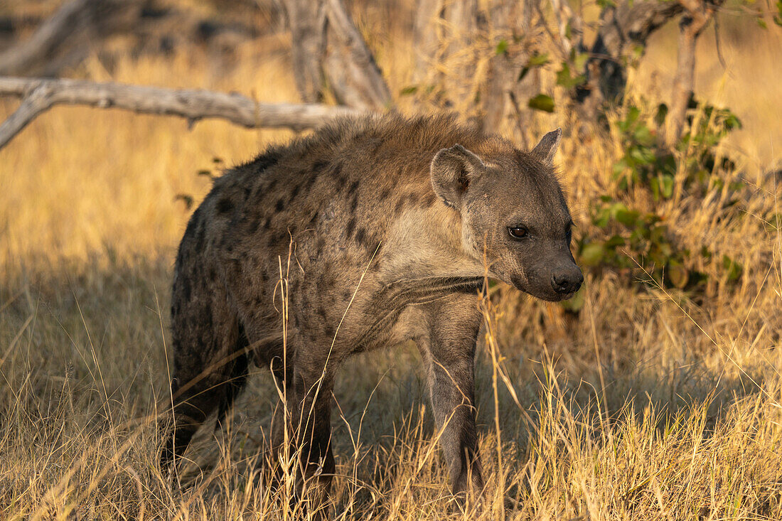 Spotted Hyena (Crocuta crocuta),Okavango Delta,Botswana.