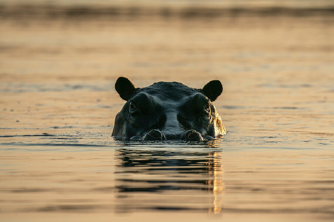 Flusspferd (Hippopotamus amphibius), Okavango-Delta, Botswana.