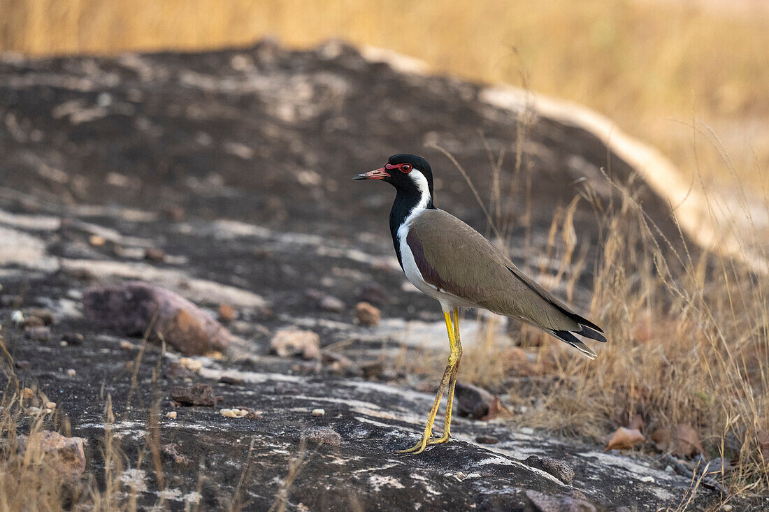 Rotlappenkiebitz (Vanellus indicus), Bandhavgarh National Park, Indien.