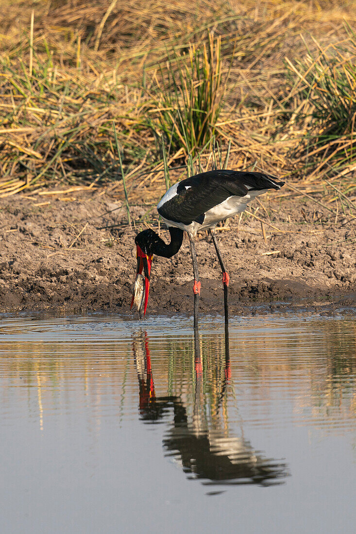 Sattelschnabelstorch (Ephippiorhynchus senegalensis) beim Fischen in einem Wasserloch, Okavango Delta, Botswana.