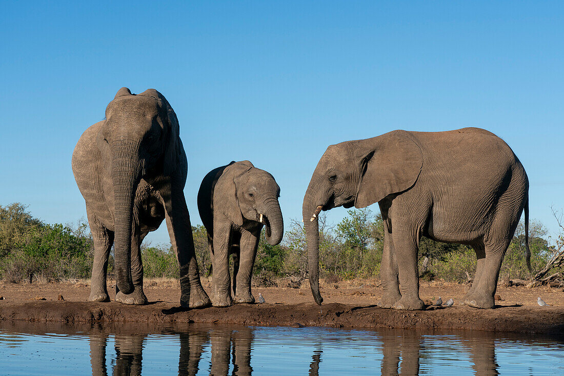 Afrikanische Elefanten (Loxodonta africana) beim Trinken am Wasserloch, Mashatu Game Reserve, Botswana.