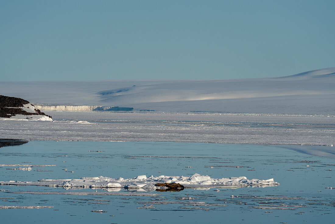 Walrosse (Odobenus rosmarus) ruhen auf dem Eis, Wahlbergoya, Svalbard-Inseln, Norwegen.