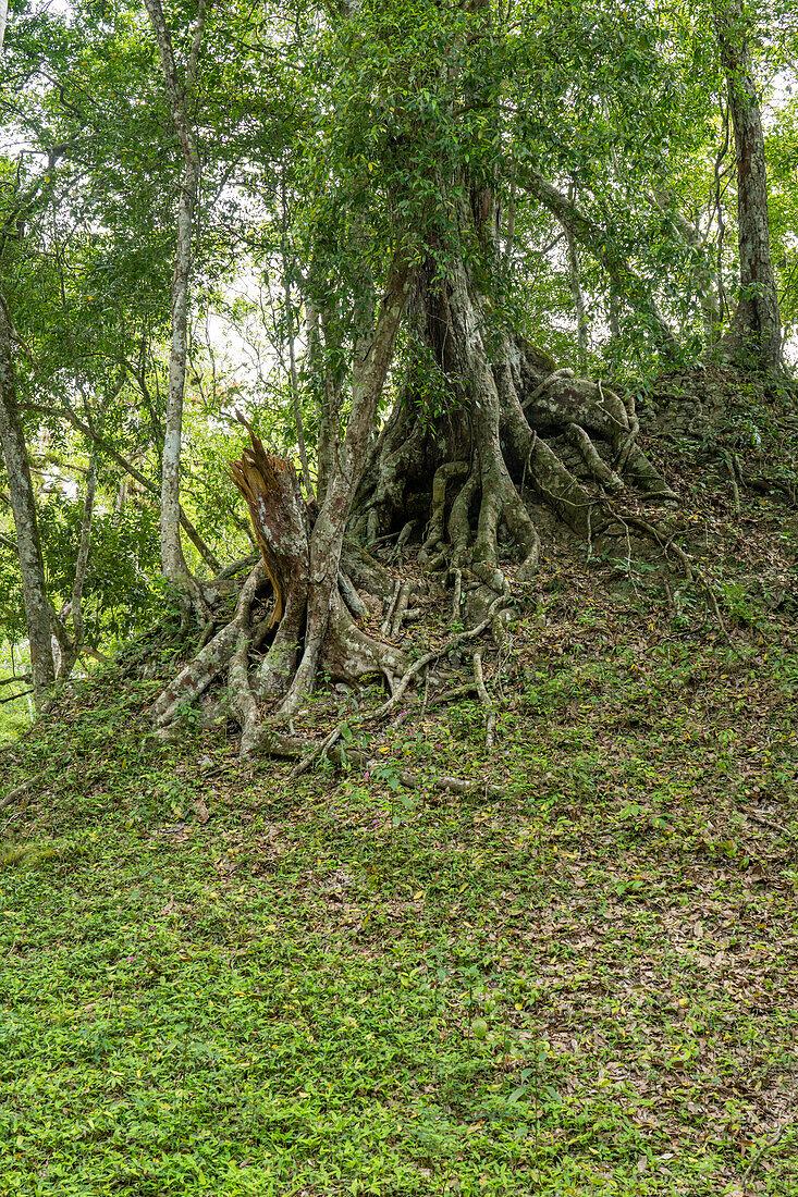 Eine Würgefeige wächst auf dem Hügel einer noch nicht ausgegrabenen Ruine in den Maya-Ruinen im Yaxha-Nakun-Naranjo-Nationalpark, Guatemala.