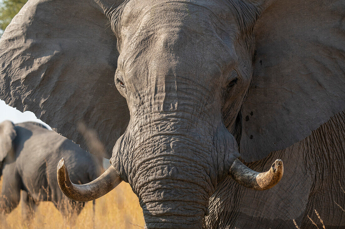 Porträt eines afrikanischen Elefanten (Loxodonta africana), Okavango-Delta, Botsuana.