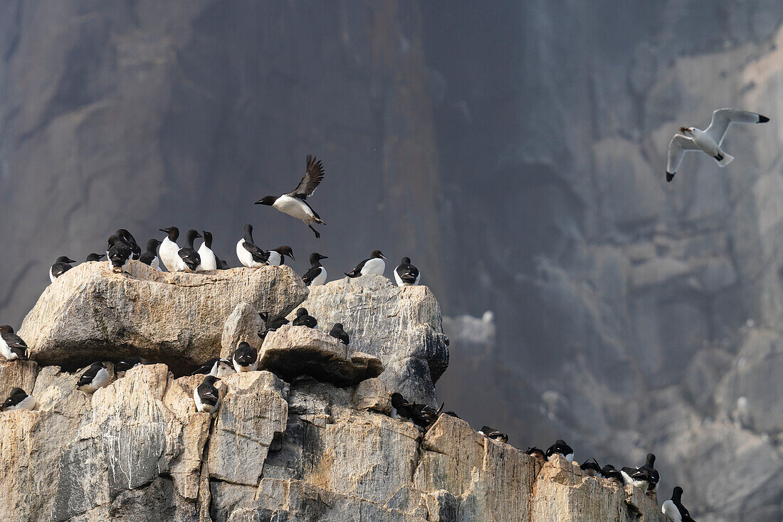 Bruennich's Guillemots (Uria lomvia),Alkefjellet,Spitzbergen,Svalbard Inseln,Norwegen.