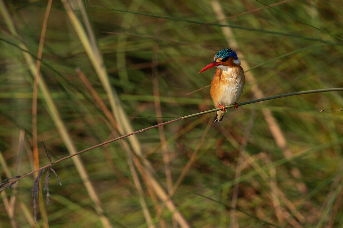 Malachite Kingfisher (Corythornis cristatus),Okavango Delta,Botswana.