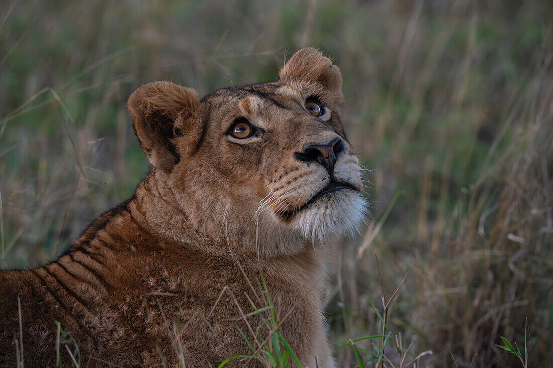 Lioness (Panthera leo),Sabi Sands Game Reserve,South Africa.