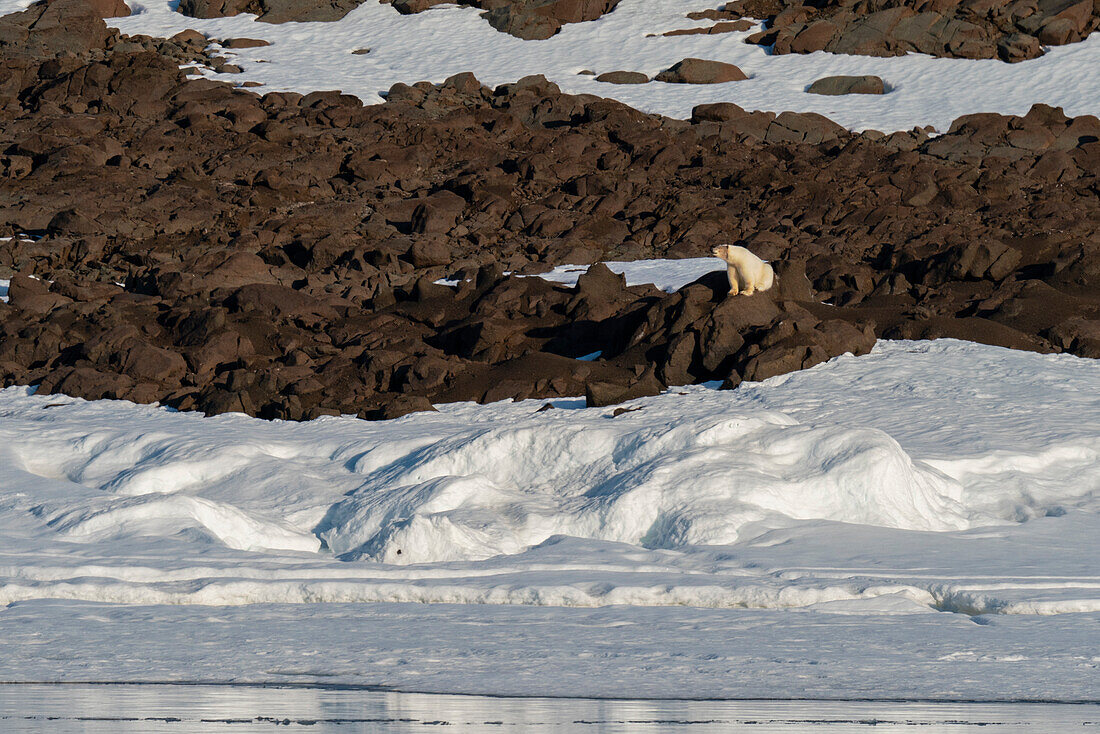 Polar bear (Ursus maritimus) walking on rocks,Wahlbergoya,Svalbard Islands,Norway.
