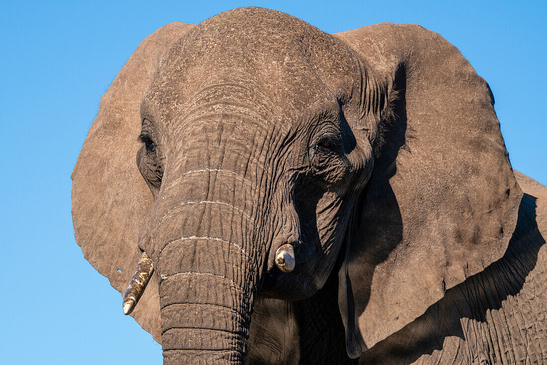 Close up portrait of an African elephant (Loxodonta africana),Mashatu Game Reserve,Botswana.