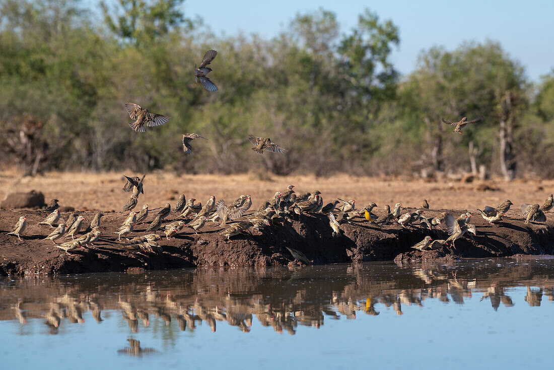Rotschnabel-Quelea (Quelea quelea), Mashatu Game Reserve, Botswana.