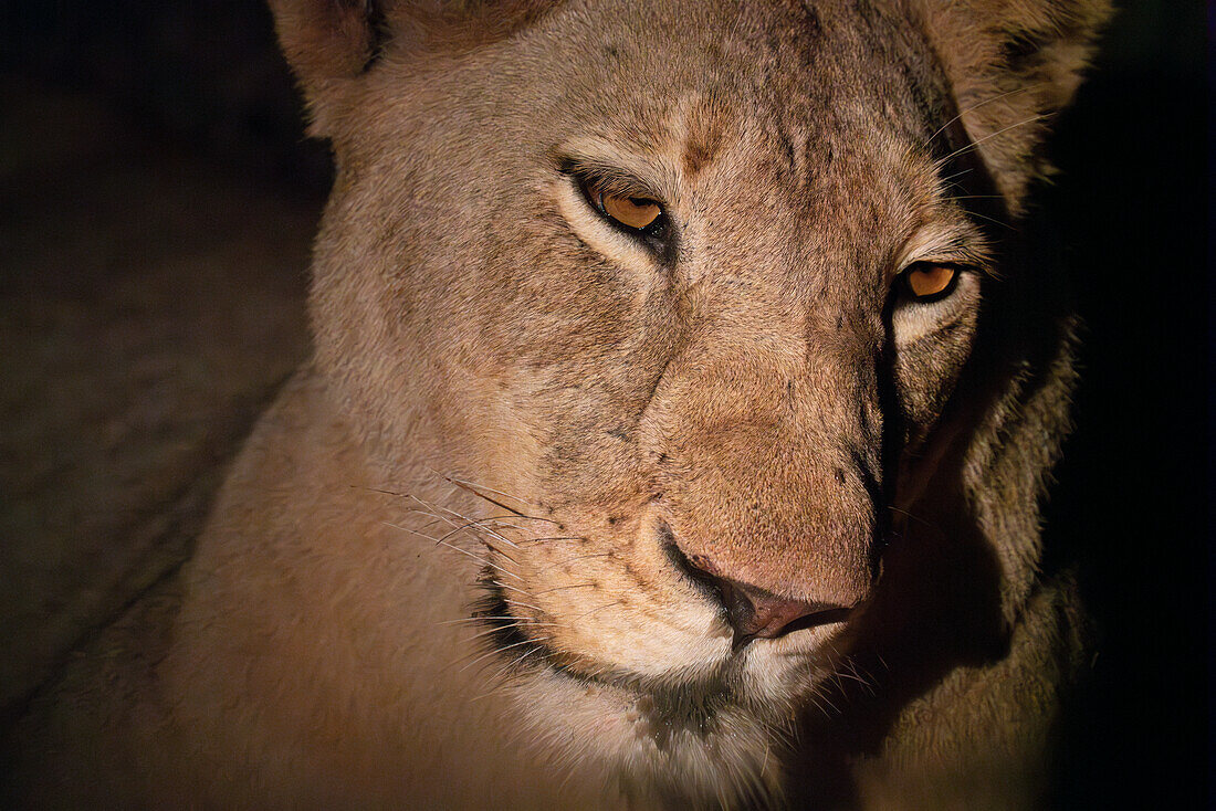 Löwin (Panthera leo) bei Nacht, Sabi Sands Game Reserve, Südafrika.