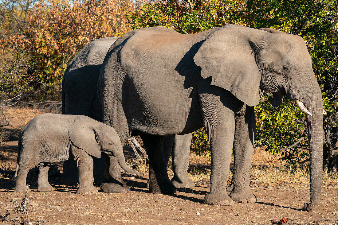 African elephant (Loxodonta africana),Mashatu Game Reserve,Botswana.