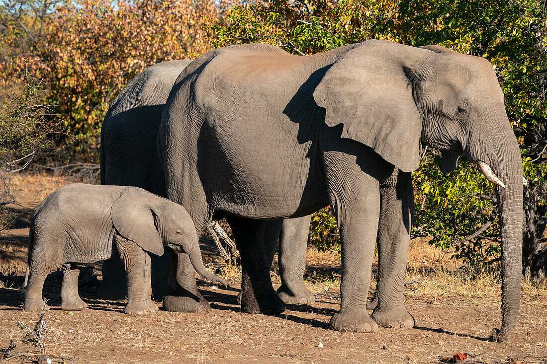 Afrikanischer Elefant (Loxodonta africana),Mashatu Game Reserve,Botswana.