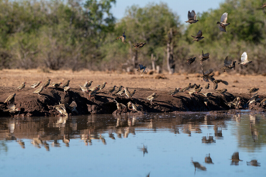 Red-billed Quelea (Quelea quelea),Mashatu Game Reserve,Botswana.