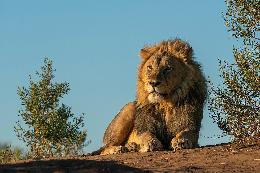 Männlicher Löwe (Panthera leo), Mashatu Game Reserve, Botswana.