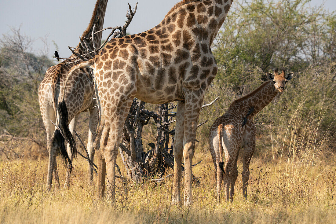 Giraffen (Giraffa camelopardalis) und Kälber, Okavango-Delta, Botswana.