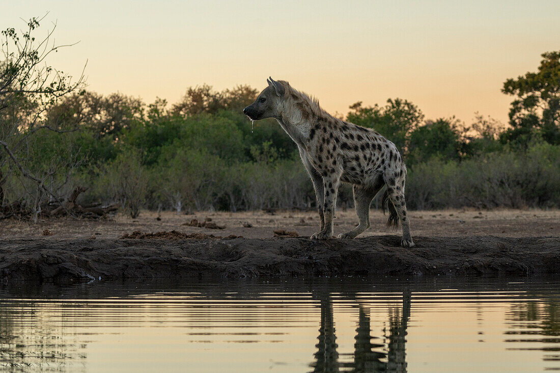 Spotted hyena (Crocuta crocuta) at waterhole,Mashatu Game Reserve,Botswana.