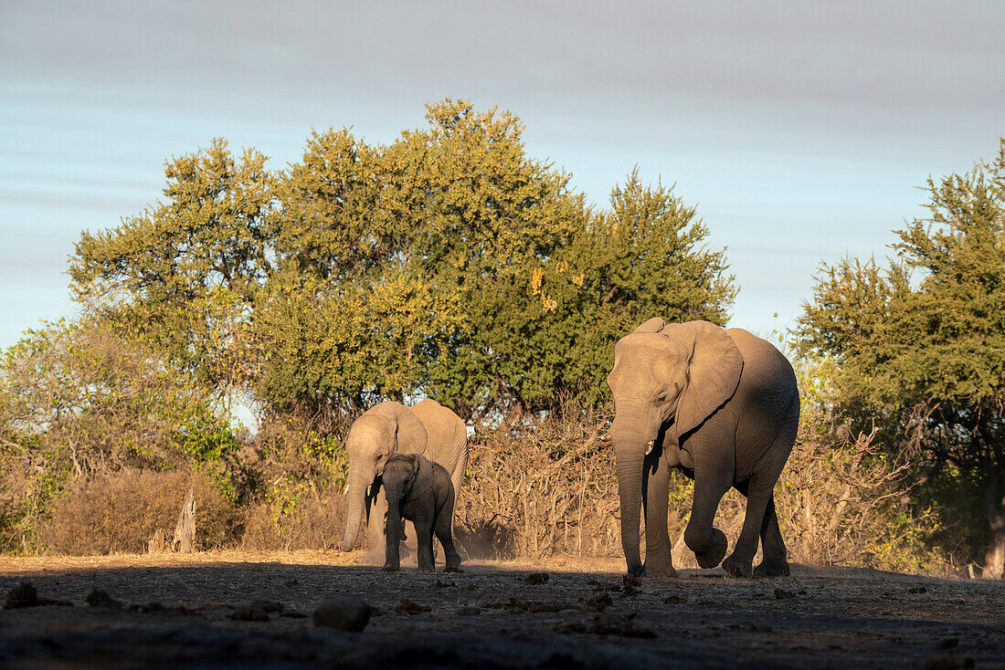 African elephants (Loxodonta africana),Mashatu Game Reserve,Botswana.