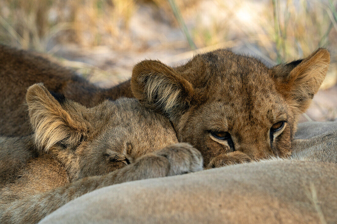Lion cubs (Panthera leo),Okavango Delta,Botswana.