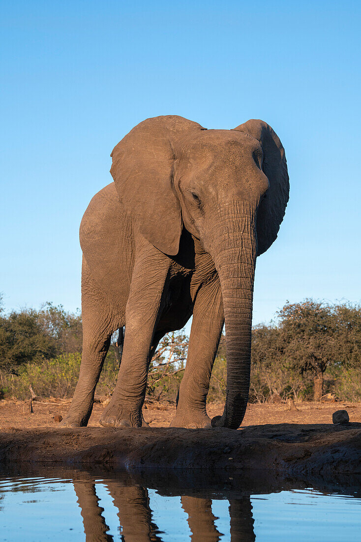 African elephant (Loxodonta africana) at waterhole,Mashatu Game Reserve,Botswana.