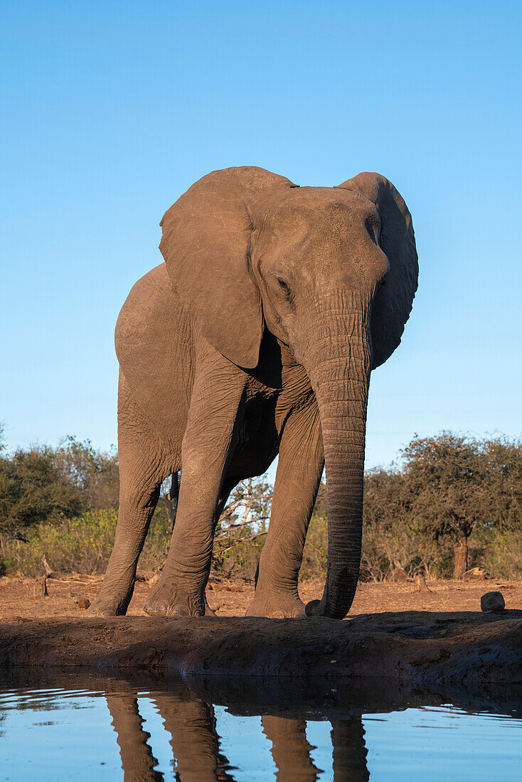 Afrikanischer Elefant (Loxodonta africana) am Wasserloch, Mashatu Game Reserve, Botswana.