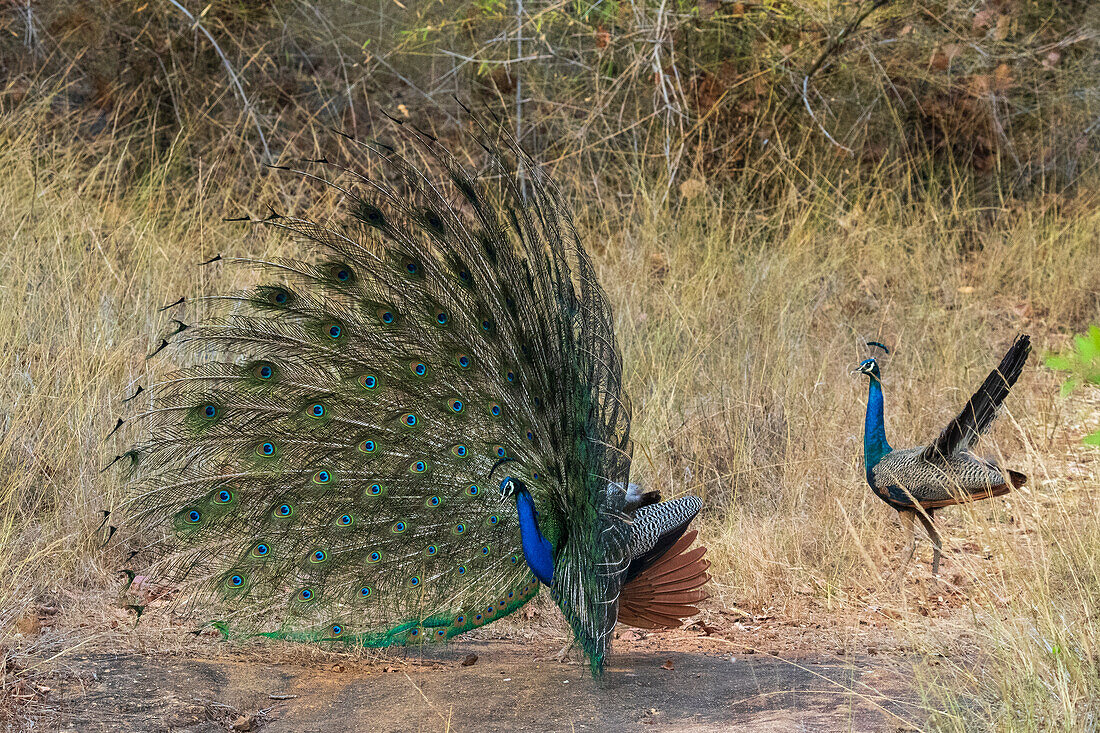 Indian Peafowl (Pavo cristatus) displaying,Bandhavgarh National Park,India.