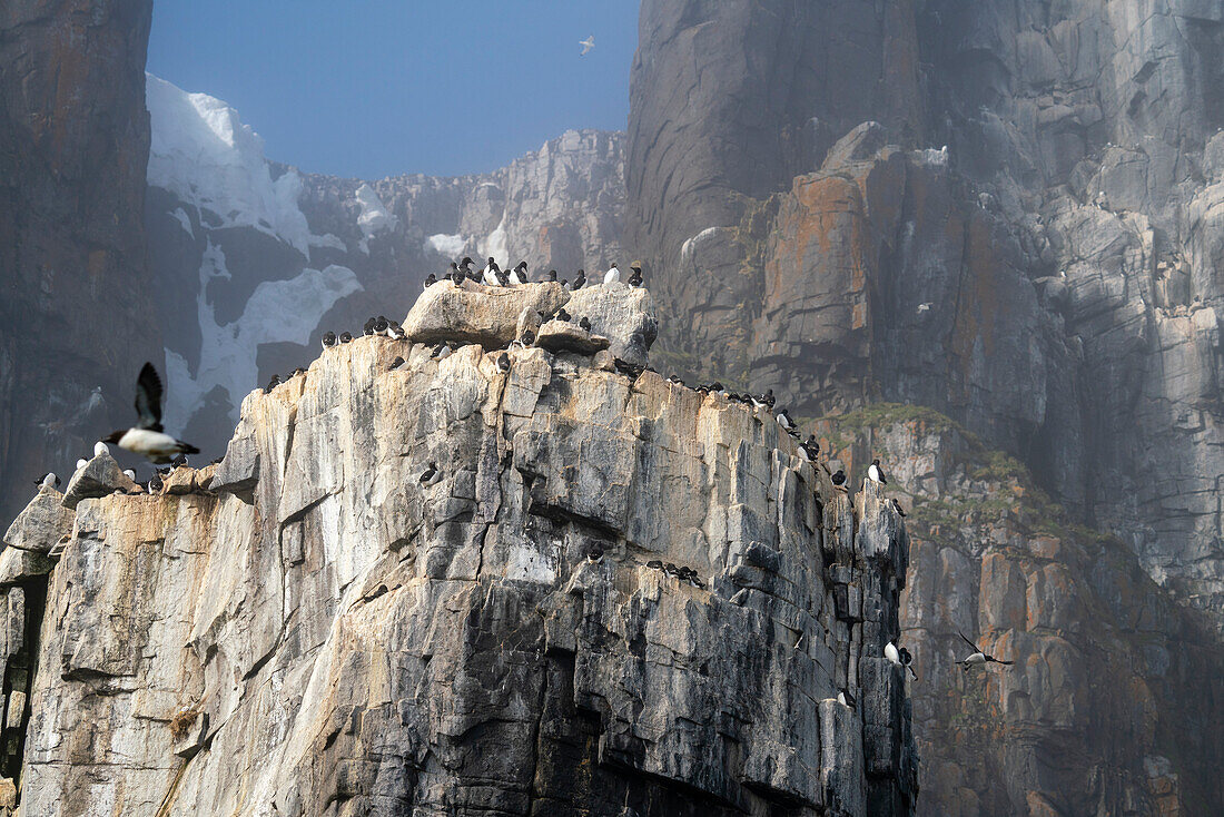 Bruennich's Guillemots (Uria lomvia),Alkefjellet,Spitsbergen,Svalbard Islands,Norway.