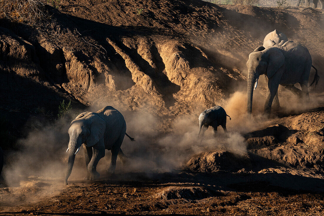 Afrikanischer Elefant (Loxodonta africana), der in einer Reihe läuft, Mashatu Game Reserve, Botswana.