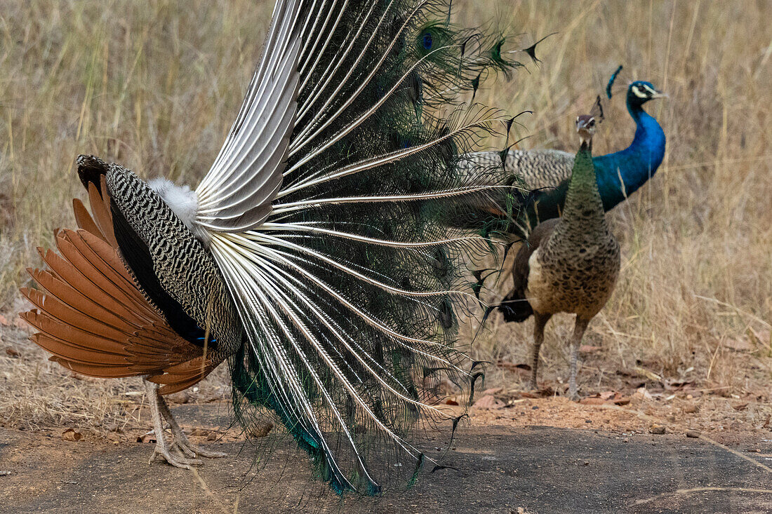 Indischer Pfau (Pavo cristatus) bei der Zurschaustellung, Bandhavgarh National Park, Indien.